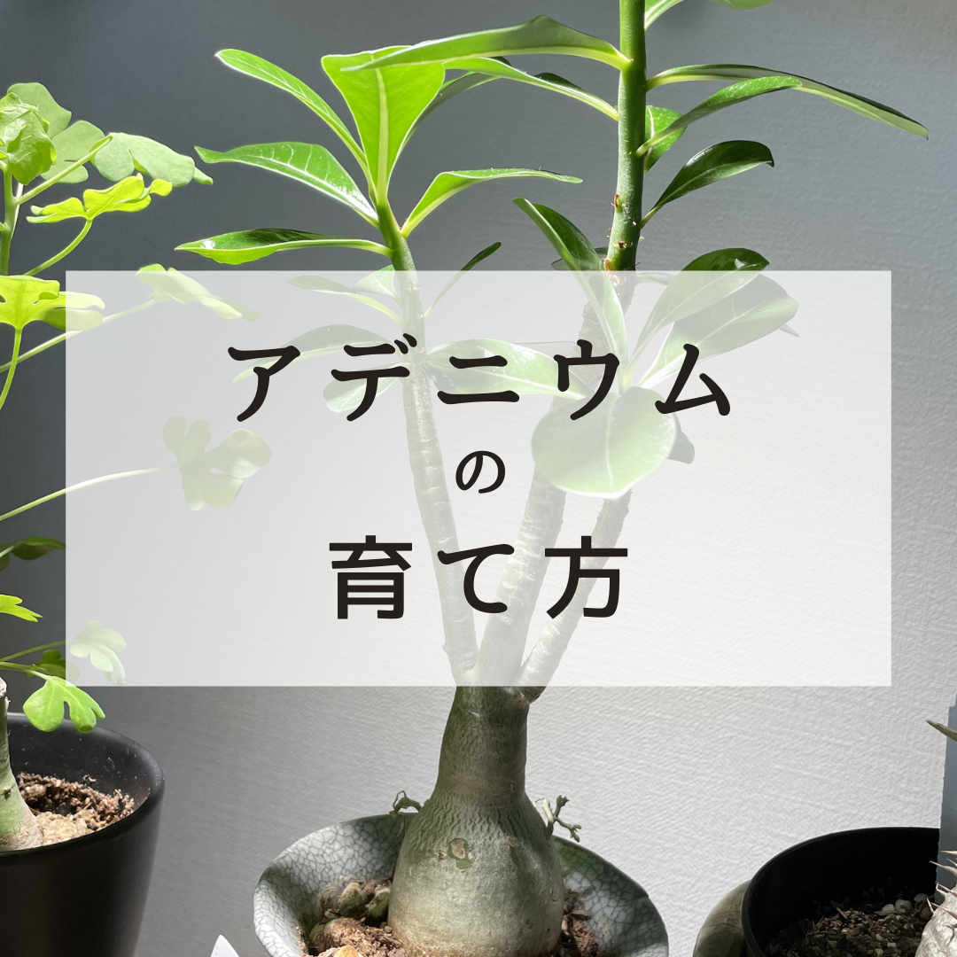 室内】アデニウムの育て方｜初心者向けに解説します - さかもブログ