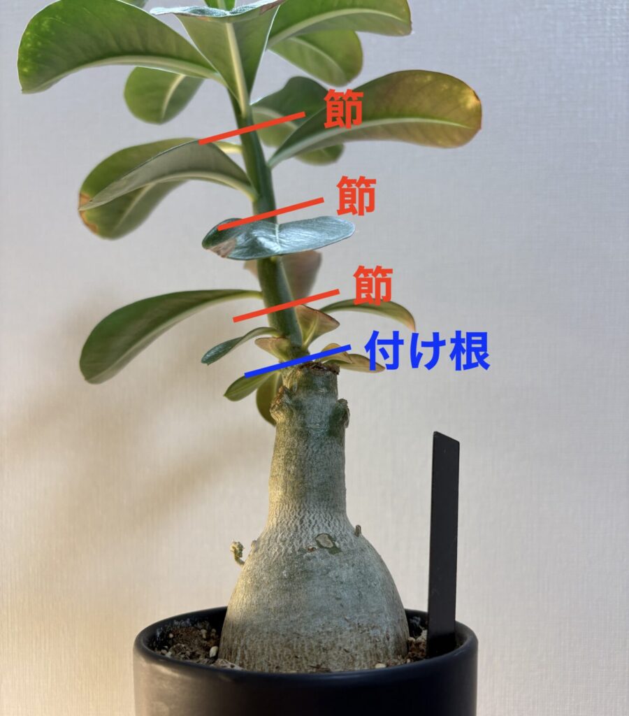 アデニウム剪定箇所