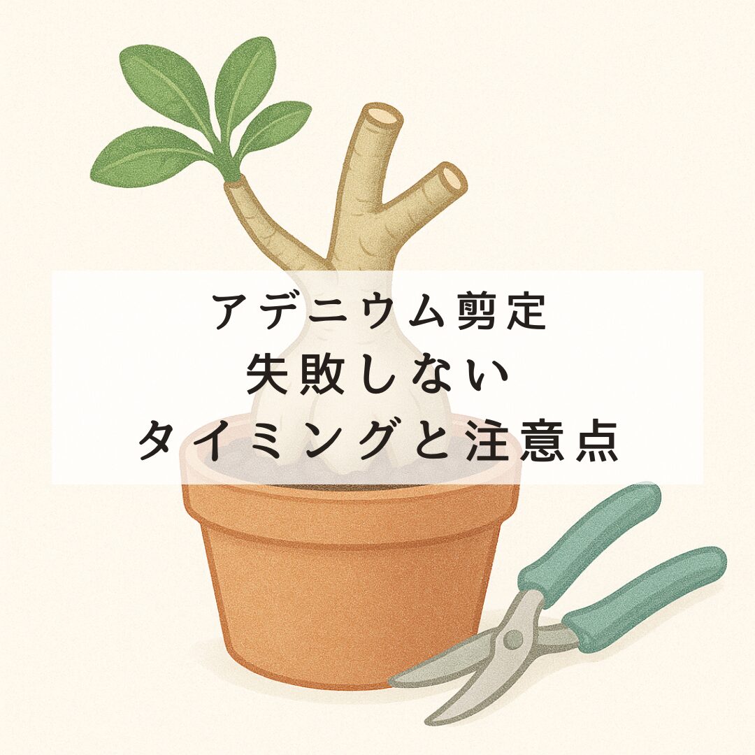 アデニウムの失敗しない剪定タイミングと注意点