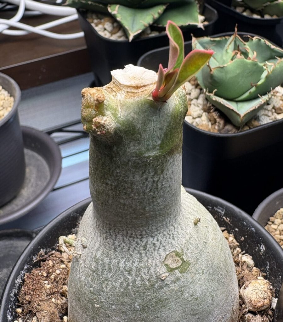 アデニウム新芽