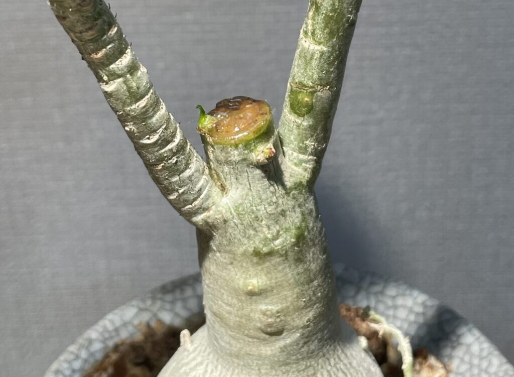 アデニウム剪定後