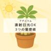 アデニウム直射日光は大丈夫？失敗しない3つの管理術