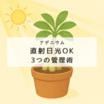アデニウム直射日光は大丈夫？失敗しない3つの管理術