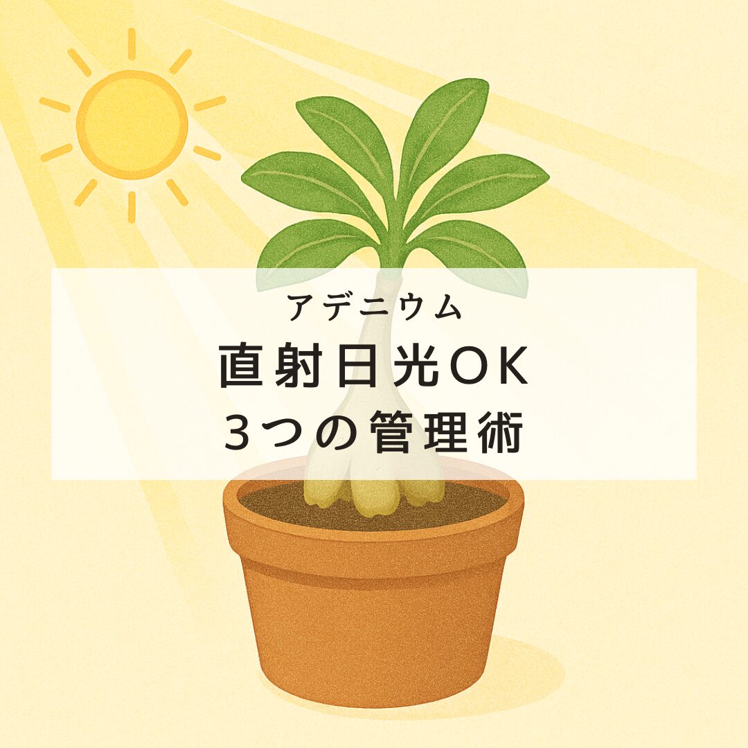 アデニウム直射日光は大丈夫？失敗しない3つの管理術