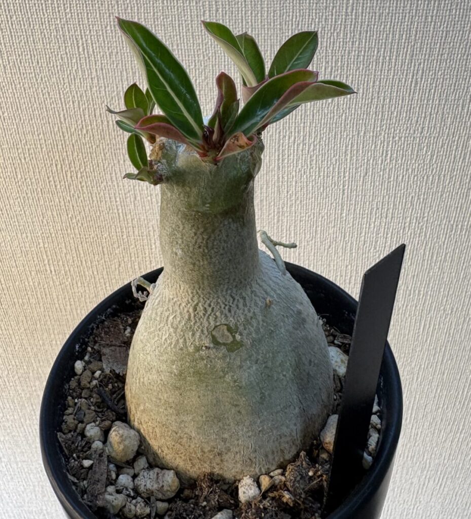 アデニウム