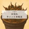 【保存版】アガベの水切れサインと対処法