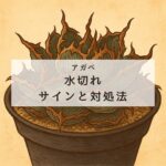 【保存版】アガベの水切れサインと対処法