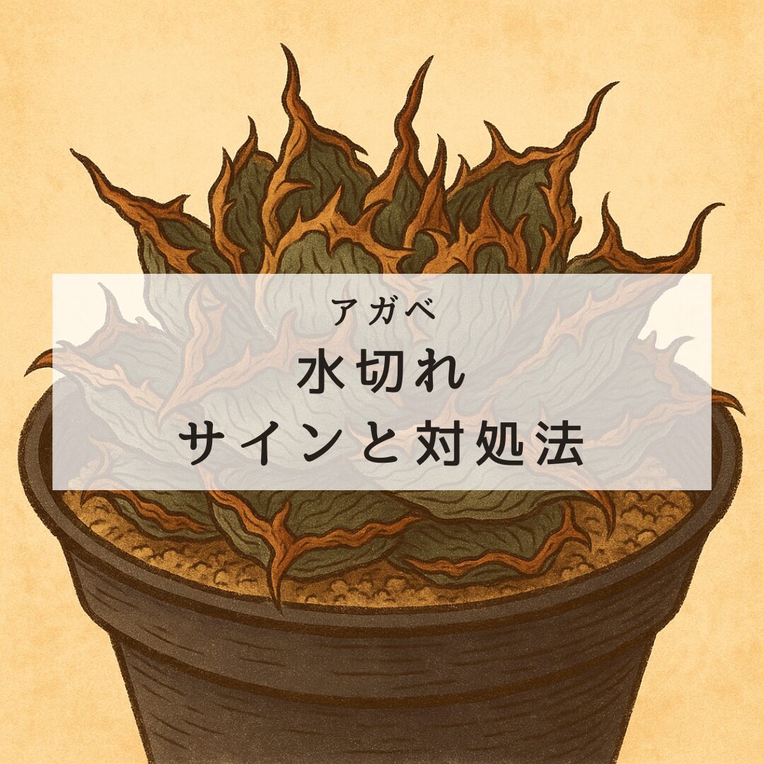 【保存版】アガベの水切れサインと対処法