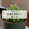 【保存版】ハオルチア徒長の原因3つと正しい直し方を解説