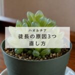 【保存版】ハオルチア徒長の原因3つと正しい直し方を解説