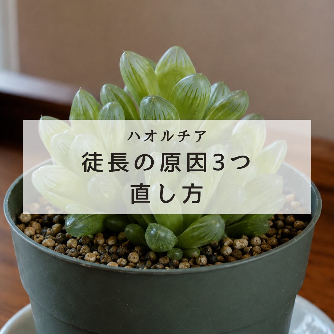 【保存版】ハオルチア徒長の原因3つと正しい直し方を解説