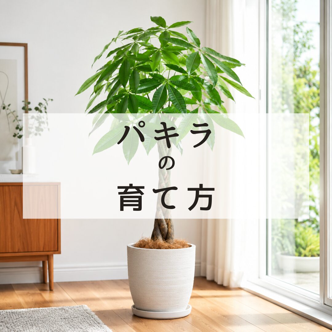 パキラの育て方