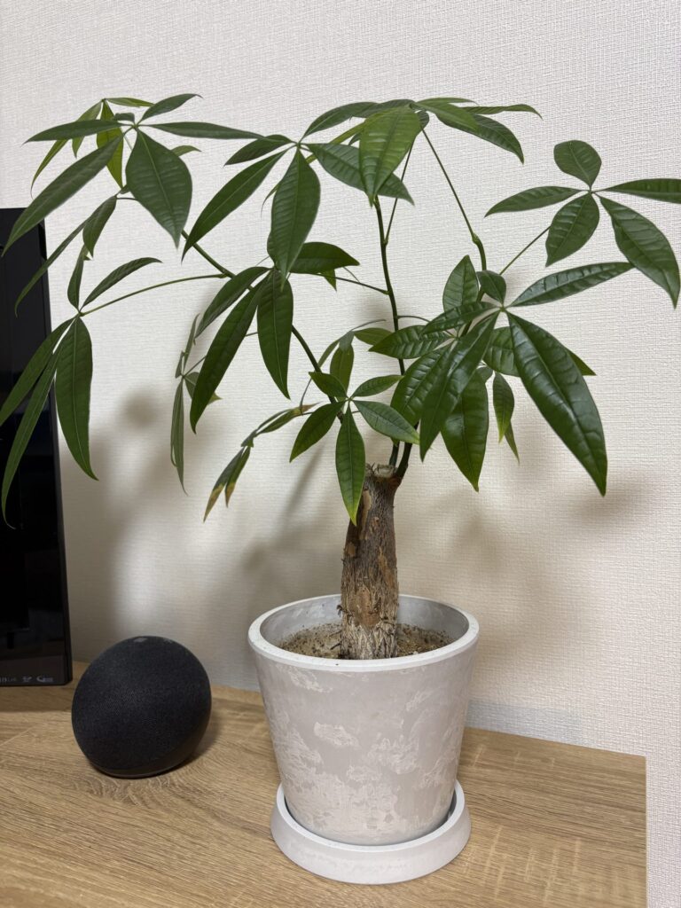 パキラ