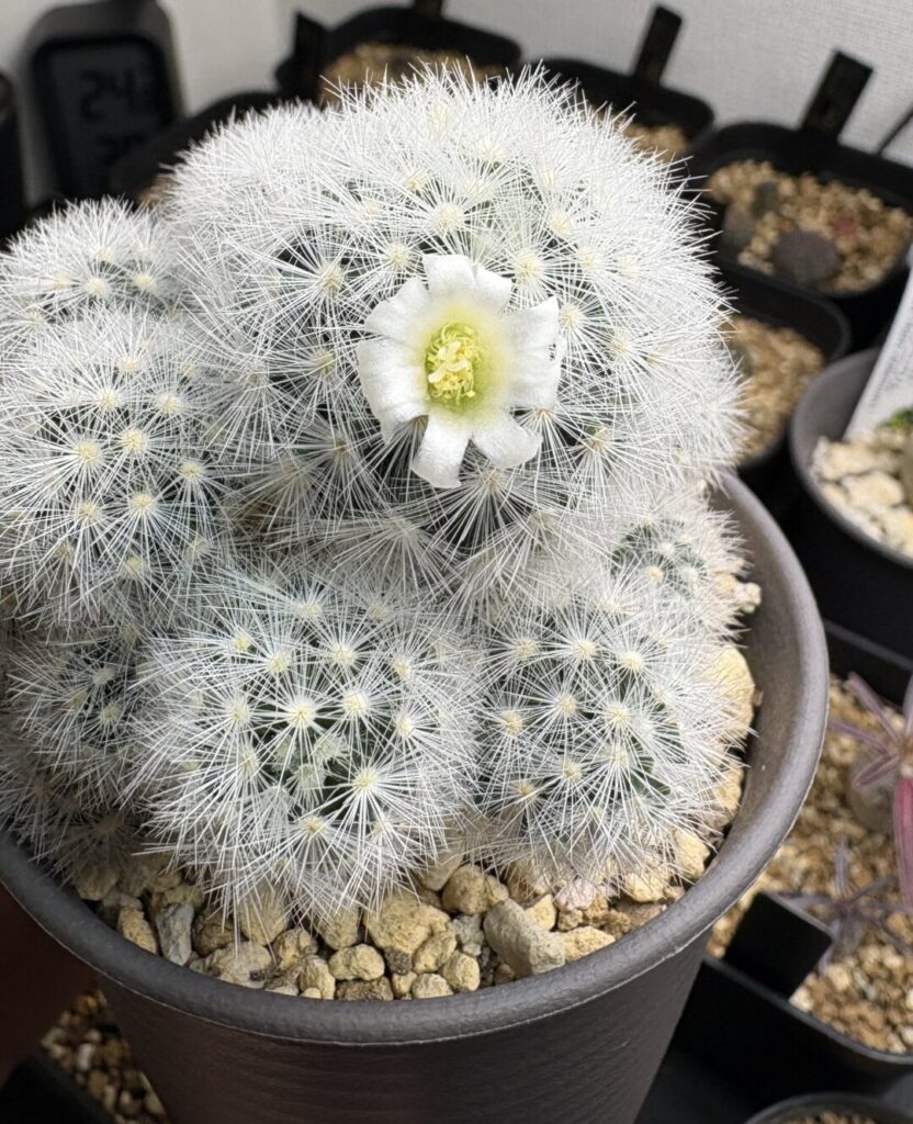 サボテンの花