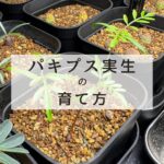 パキプス実生の育て方