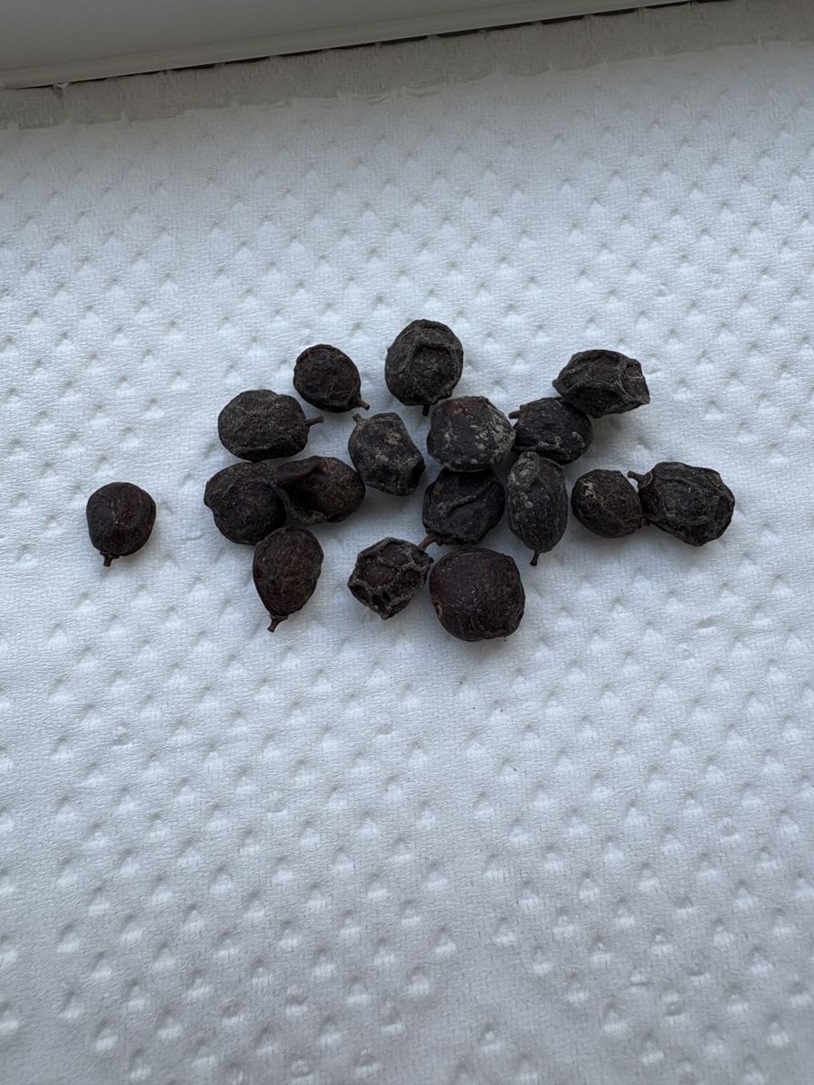 パキプスの種。茶色い外皮に包まれている